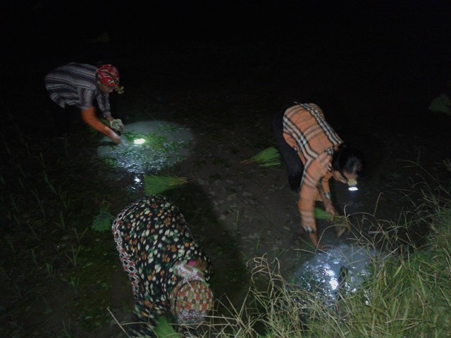 Nắng nóng kỷ lục, người Hà Nội đi... cấy lúa đêm - 4