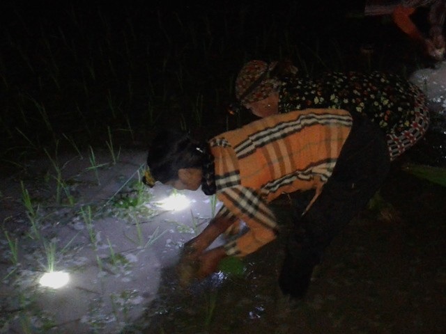 Chị Na cho hay: Hơn chục năm qua, chưa bao giờ thời tiết lại oi nóng hơn 40 độ C kéo dài vào đúng dịp cấy lúa vụ mùa như vậy.