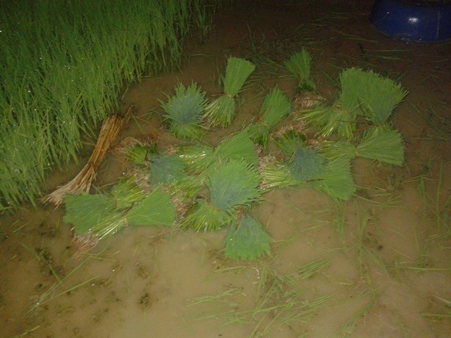 Mạ khi nhổ lên được bó bằng lạt rơm. Số mạ này đã gieo hơn 20 ngày nếu như không đem đi cấy thì sẽ bị già và hỏng.