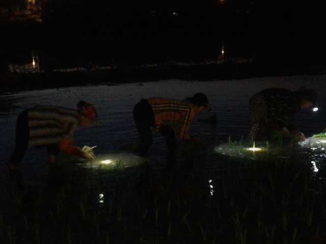 Hình ảnh người nông dân cấy lúa đêm đúng như câu ca “ăn cơm bằng đèn đi cấy sáng trăng”.