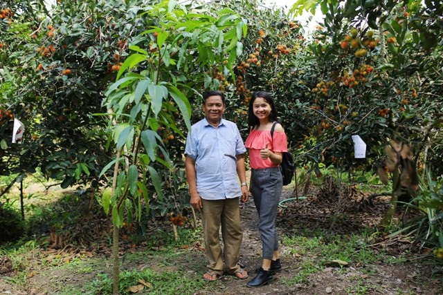 Vườn chôm chôm của gia đình Ấm đón khách tham quan.