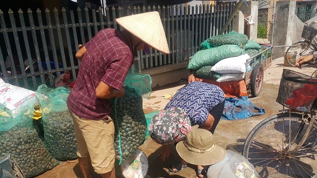 Ninh Bình: Những phận đời vật vã mưu sinh dưới nắng nóng 40ºC - 4 Ốc bươu vàng được mua với giá dao động từ 1.800- 2.000 đồng/1kg, trung bình một người có thể bắt được 100kg/ngày.