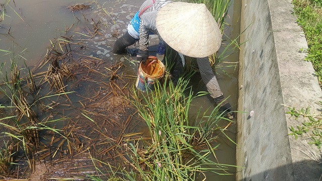 Ninh Bình: Những phận đời vật vã mưu sinh dưới nắng nóng 40ºC - 1 Dưới cái nắng nóng đỉnh điểm lên đến 40 độ C, nhiều người dân vẫn miệt mài bắt ốc mưu sinh khắp các cánh đồng.