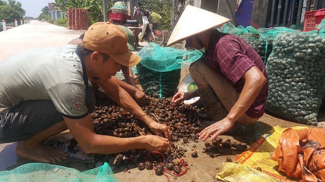 Ninh Bình: Những phận đời vật vã mưu sinh dưới nắng nóng 40ºC - 2 Dưới cái nắng cháy da lúc 12h trưa, mọi người vẫn miệt mài phân loại và nhặt sạch ốc của mình bắt được để cân bán cho thương lái.