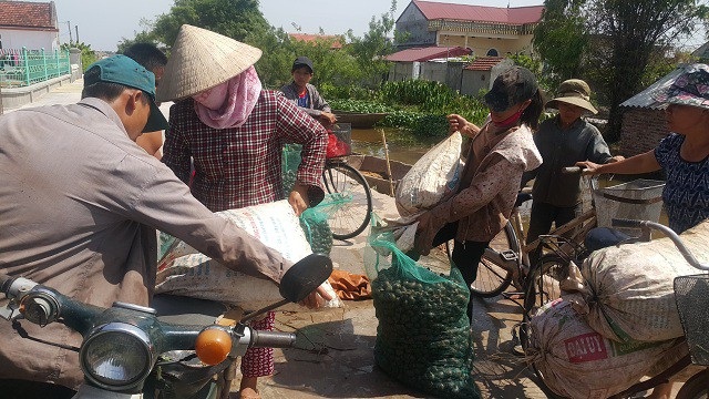 Ninh Bình: Những phận đời vật vã mưu sinh dưới nắng nóng 40ºC - 3 Dù đã ở cái khoảng thời gian đỉnh điểm của nắng nóng trong ngày nhưng khung cảnh mua bán ốc bươu vàng vẫn tấp nập.