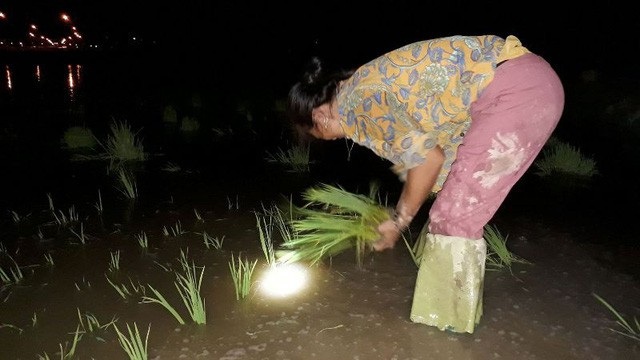 Thay vì làm việc vào ban ngày thì gần 1 tuần nay, nhiều người nông dân tại Hà Tĩnh lại tiến hành sản xuất vào ban đêm để tránh cái nắng cháy da cháy thịt. (Ảnh: Xuân Sinh)