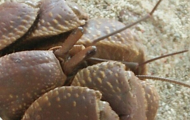 Bất ngờ bên trong lọ gốm cổ dưới đáy biển Lý Sơn - 1