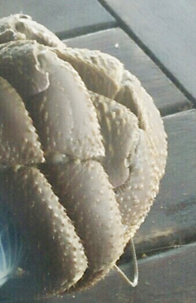 
Đầu và chân của con ốc mượn hồn.
