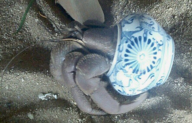 Bất ngờ bên trong lọ gốm cổ dưới đáy biển Lý Sơn - 4