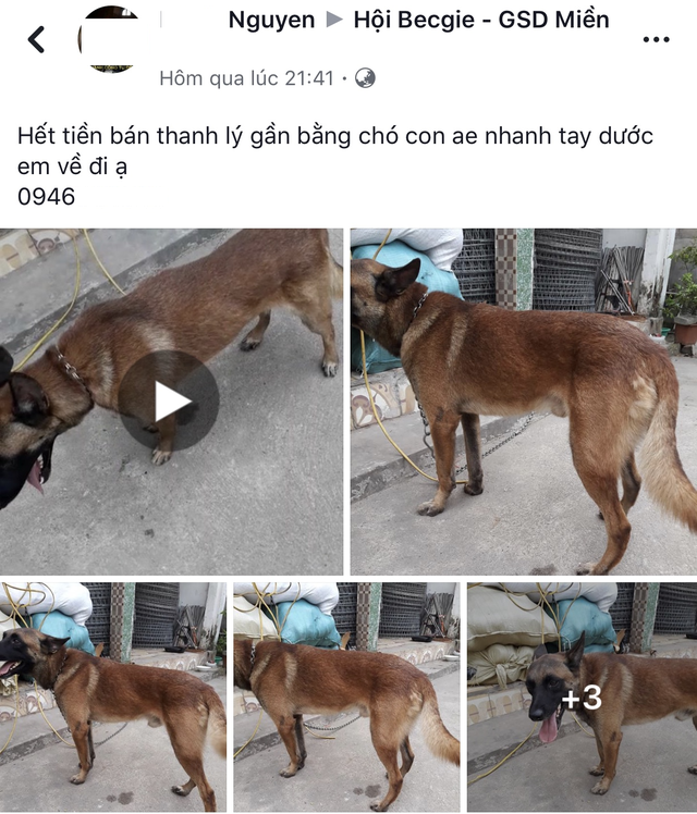 Ớn lạnh sữa Lotte giòi bò lúc nhúc, đáng sợ lợn Trung Quốc ủ bệnh tràn về - 4
Thanh lý chó trên các cộng đồng yêu chó vì cần tiền gấp.