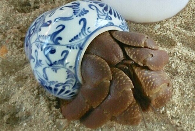 Bất ngờ bên trong lọ gốm cổ dưới đáy biển Lý Sơn - 5