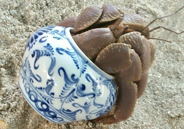 Bất ngờ bên trong lọ gốm cổ dưới đáy biển Lý Sơn - 6