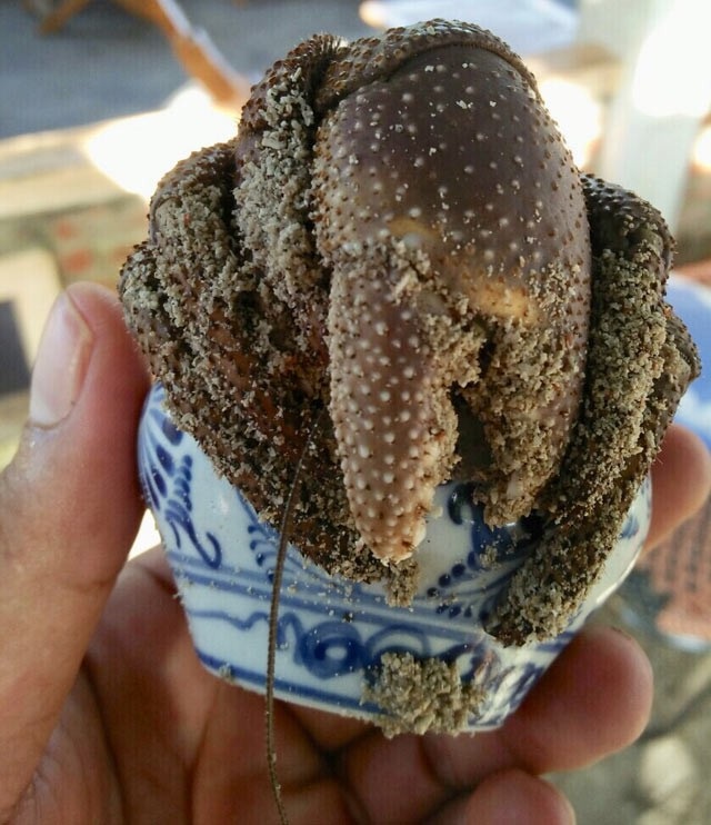 Bất ngờ bên trong lọ gốm cổ dưới đáy biển Lý Sơn - 7