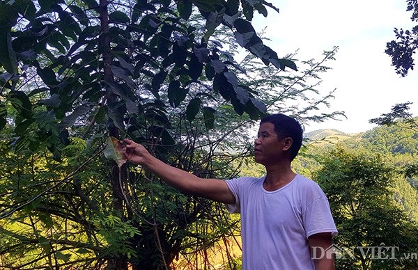 Cây trám “đẻ ra tiền” được "đại gia" Trung Quốc đặt mua liền 10 năm - 5
Cây con được ông Độ lấy cành ghép cao lớn mặc dù ông mới trồng chưa lâu.