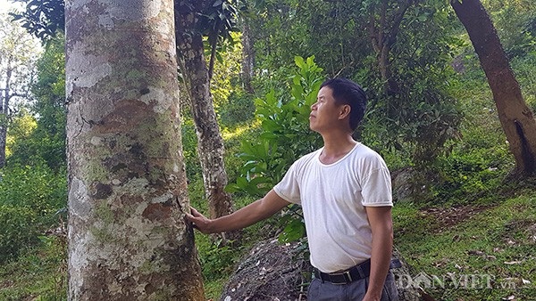 Cây trám “đẻ ra tiền” được "đại gia" Trung Quốc đặt mua liền 10 năm - 1
Chủ nhân của cây trám đặc biệt này chính là ông Hứa Văn Độ ở xóm Phai Kéo, bản Phai Lừa, xã Đồng Giáp, huyện Văn Quan (Lạng Sơn).
