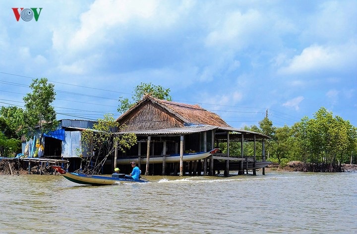 Đặc sắc nhà “cao cẳng” ở đất Mũi Cà Mau - 7 Nhà cao cẳng cũng giúp tiết kiệm chi phí cho phần móng và ngôi nhà cũng bền hơn do không tiếp xúc gần nước mặn, phèn.