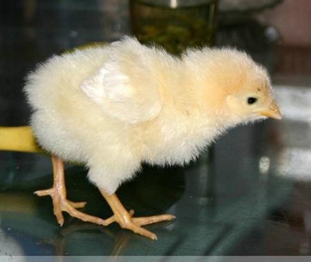Công việc lương 1,8 tỷ đồng/năm nhưng nhiều người không làm - 3 Đây là công việc có cường độ cao, mỗi 3 giây phải giám định chính xác giới tính 1 con gà