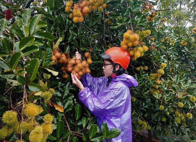 Gia Lai: "Lạ" với vị chôm chôm Ia Tô - 4
Vì chôm chôm Ia Tô chưa được quảng bá rộng nên nhiều vị khách đã vượt hàng chục Km để thăm và mua chôm chôm ở đây.