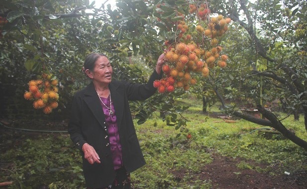 Gia Lai: "Lạ" với vị chôm chôm Ia Tô - 1 Vườn chôm chôm trĩu quả trên vùng đất sỏi đá