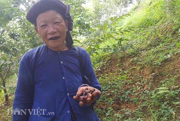 Nhặt hạt dẻ thuê, công việc kiếm cả trăm ngàn đồng/ngày - 5 Những hạt dẻ căng bóng được tách ra khỏi lớp vở gai góc xù xì.