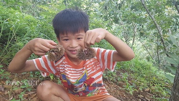 Nhặt hạt dẻ thuê, công việc kiếm cả trăm ngàn đồng/ngày - 2 Vào những ngày nghỉ học, các em nhỏ theo người lớn vào vườn nhặt hạt dẻ thuê. Một cậu bé khoe chiến lợi phẩm của mình.