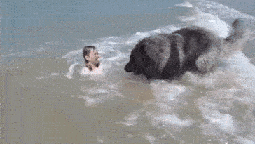 Một trong những lý do vì sao chó là “bạn thân” của con người