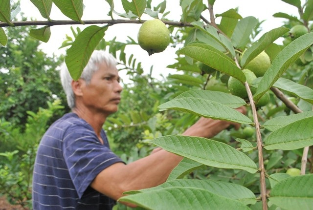 Làng ổi nổi danh đất Bắc, bán trái quanh năm, 4 mùa đắt hàng - 1 Xã Đông Dư (Gia Lâm, Hà Nội) nằm bên sông Hồng, nơi có những bãi bồi phù sa màu mỡ, trồng được nhiều loại cây ăn quả, trong đó nổi tiếng nhất là ổi găng thơm ngon được người tiêu dùng ưa chuộng.