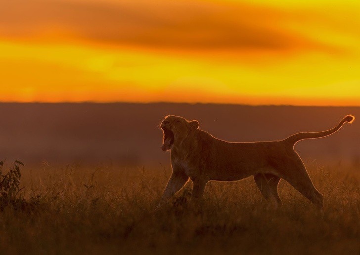 Có một trái đất “đa sắc thái” đến vậy trong cuộc thi ảnh của National Geographic! - Ảnh 7. Có một trái đất “đa sắc thái” đến vậy trong cuộc thi ảnh của National Geographic! - Ảnh 7.