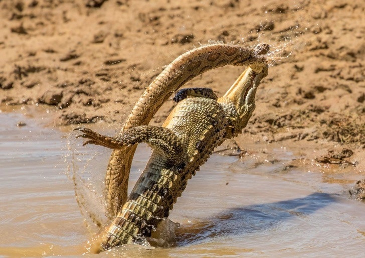 Có một trái đất “đa sắc thái” đến vậy trong cuộc thi ảnh của National Geographic! - Ảnh 8. Có một trái đất “đa sắc thái” đến vậy trong cuộc thi ảnh của National Geographic! - Ảnh 8.