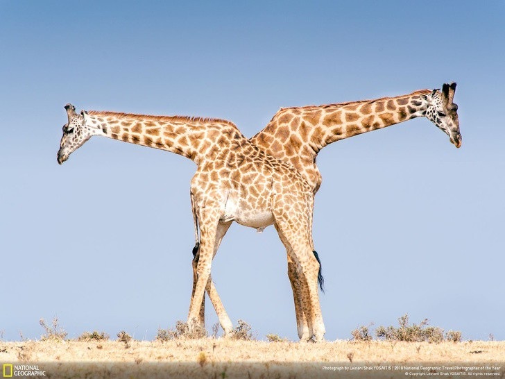 Có một trái đất “đa sắc thái” đến vậy trong cuộc thi ảnh của National Geographic! - Ảnh 13. Có một trái đất “đa sắc thái” đến vậy trong cuộc thi ảnh của National Geographic! - Ảnh 13.