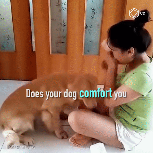 Loài chó có thể biết được cảm xúc của chủ nhân chỉ bằng… mũi! - Ảnh 2. Loài chó có thể biết được cảm xúc của chủ nhân chỉ bằng… mũi! - Ảnh 2.