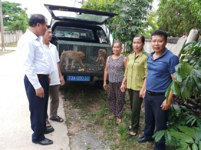 Người dân tự nguyện giao nộp hai cá thể gấu nuôi nhốt - 5 Bà Chuyền đã tự nguyện giao nộp 2 cá thể khỉ đuôi lợn cho Trung tâm Cứu hộ, bảo tồn và Phát triển sinh vật