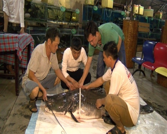 Điểm danh những "thủy quái" khổng lồ mắc lưới ngư dân Việt - 2 Con cá lăng chiều dài hơn 2,2 mét, chiều rộng 1,1m và cũng là con cá lăng sông lớn nhất mà khu ẩm thực này