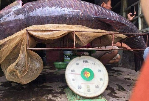 Điểm danh những "thủy quái" khổng lồ mắc lưới ngư dân Việt - 6 Con cá trắm đen anh Năm dùng lưới bắt được nặng 71,5kg (Ảnh: NĐ)