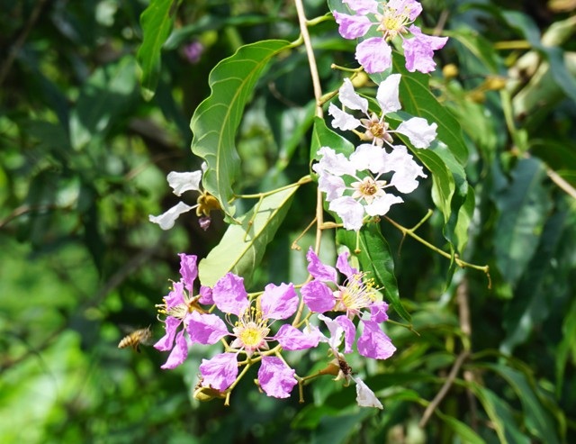 Những cánh hoa màu tím sẽ chuyển dần sang màu trắng và rụng xuống