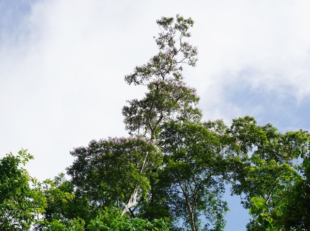 Với những thân cây khẳng khiu, vượt hẳn lên so với những loài cây trong khu vực để đón nắng và khí trời