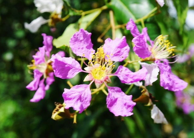 Màu hoa tím đặc trưng, nổi bật giữa tán rừng xanh nơi tiếp giáp giữa Việt Nam và nước bạn Lào