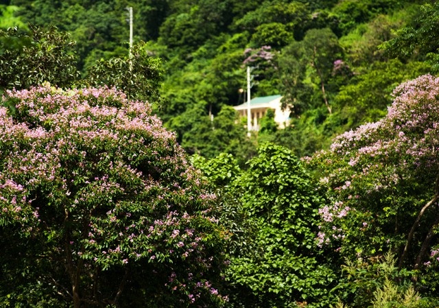 Đẹp nao lòng hoa săng lẻ "nhuộm" tím biên cương - 9