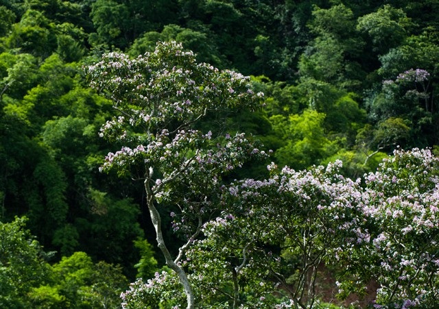 Khác với rừng cây săng lẻ cổ thụ ở xã Tam Đình (Tương Dương, Nghệ An), những cây săng lẻ ở dọc biên giới Việt - Lào thường đứng riêng lẻ...
