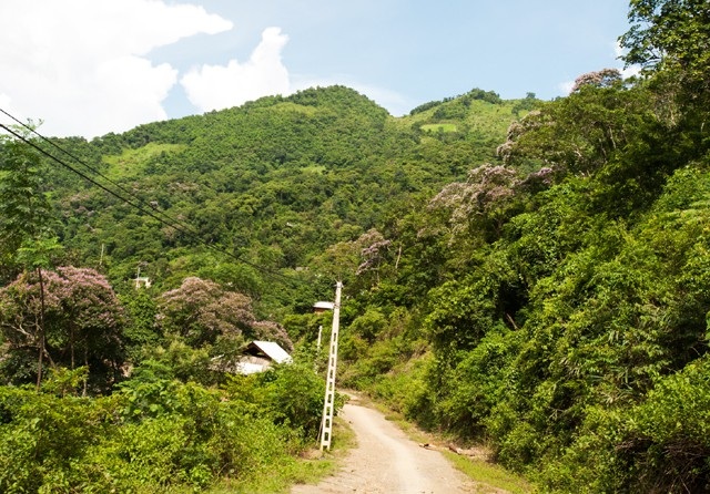  Trên hành trình của con đường vành đai biên giới Tây Nghệ An (qua các xã vùng biên Tà Cạ, Mường Típ, Mường Ải, huyện Kỳ Sơn, Nghệ An) có thể dễ dàng bắt gặp những vạt rừng tím thẫm một màu hoa của loài cây săng lẻ 