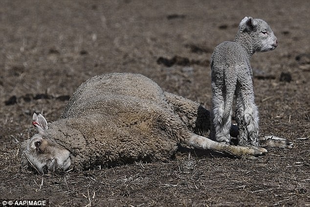 Hạn hán tàn khốc ở Australia, kangaroo chết khô xương - Ảnh 3. Hạn hán tàn khốc ở Australia, kangaroo chết khô xương - Ảnh 3.