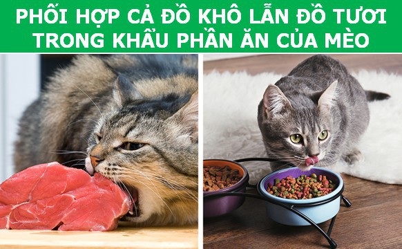 Những cách chăm sóc “phản khoa học” khiến thú cưng bị rút ngắn tuổi thọ - Ảnh 2. Những cách chăm sóc “phản khoa học” khiến thú cưng bị rút ngắn tuổi thọ - Ảnh 2.