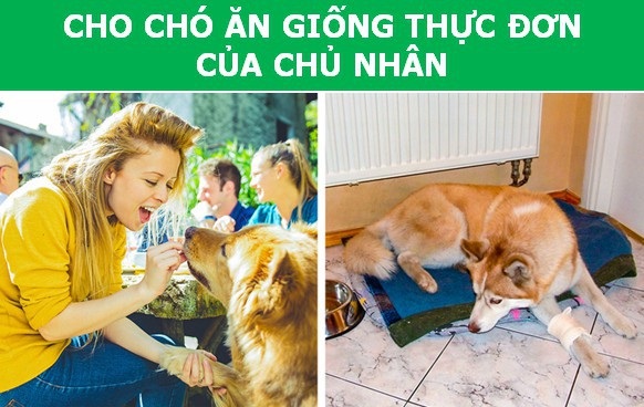 Những cách chăm sóc “phản khoa học” khiến thú cưng bị rút ngắn tuổi thọ - Ảnh 3. Những cách chăm sóc “phản khoa học” khiến thú cưng bị rút ngắn tuổi thọ - Ảnh 3.