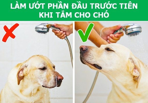 Những cách chăm sóc “phản khoa học” khiến thú cưng bị rút ngắn tuổi thọ - Ảnh 4. Những cách chăm sóc “phản khoa học” khiến thú cưng bị rút ngắn tuổi thọ - Ảnh 4.