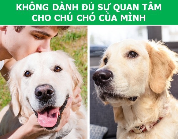 Những cách chăm sóc “phản khoa học” khiến thú cưng bị rút ngắn tuổi thọ - Ảnh 5. Những cách chăm sóc “phản khoa học” khiến thú cưng bị rút ngắn tuổi thọ - Ảnh 5.