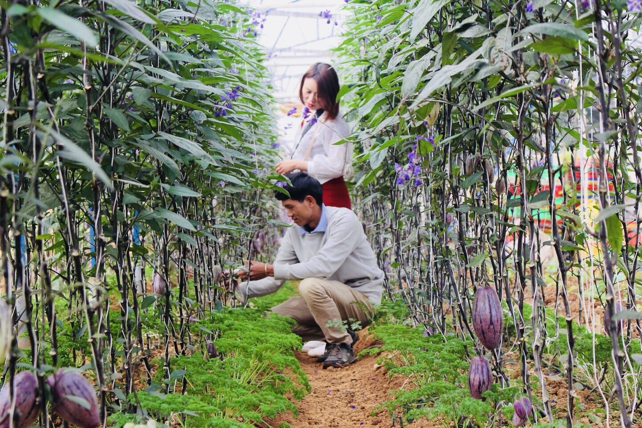 Phát “sốt” với vườn dưa pepino tím sai trĩu quả ở Đà Lạt - 8 Anh Nguyễn Định đang dẫn khách đi tham quan vườn dưa tím và chia sẻ một số kỹ thuật chăm sóc khu vườn