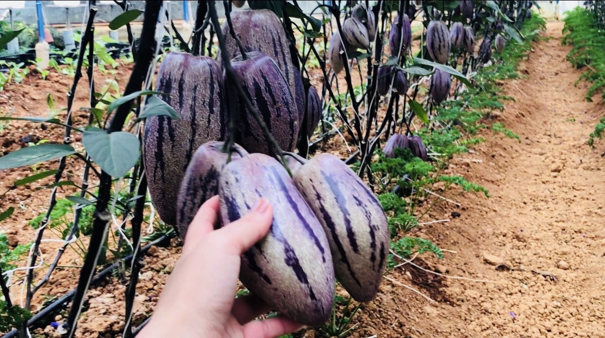 Phát “sốt” với vườn dưa pepino tím sai trĩu quả ở Đà Lạt - 3 Dưa pepino tím không chỉ ngoại hình đẹp mắt mà có mùi thơm dễ chịu, vị ngọt thanh và chứa nhiều dinh dưỡng...