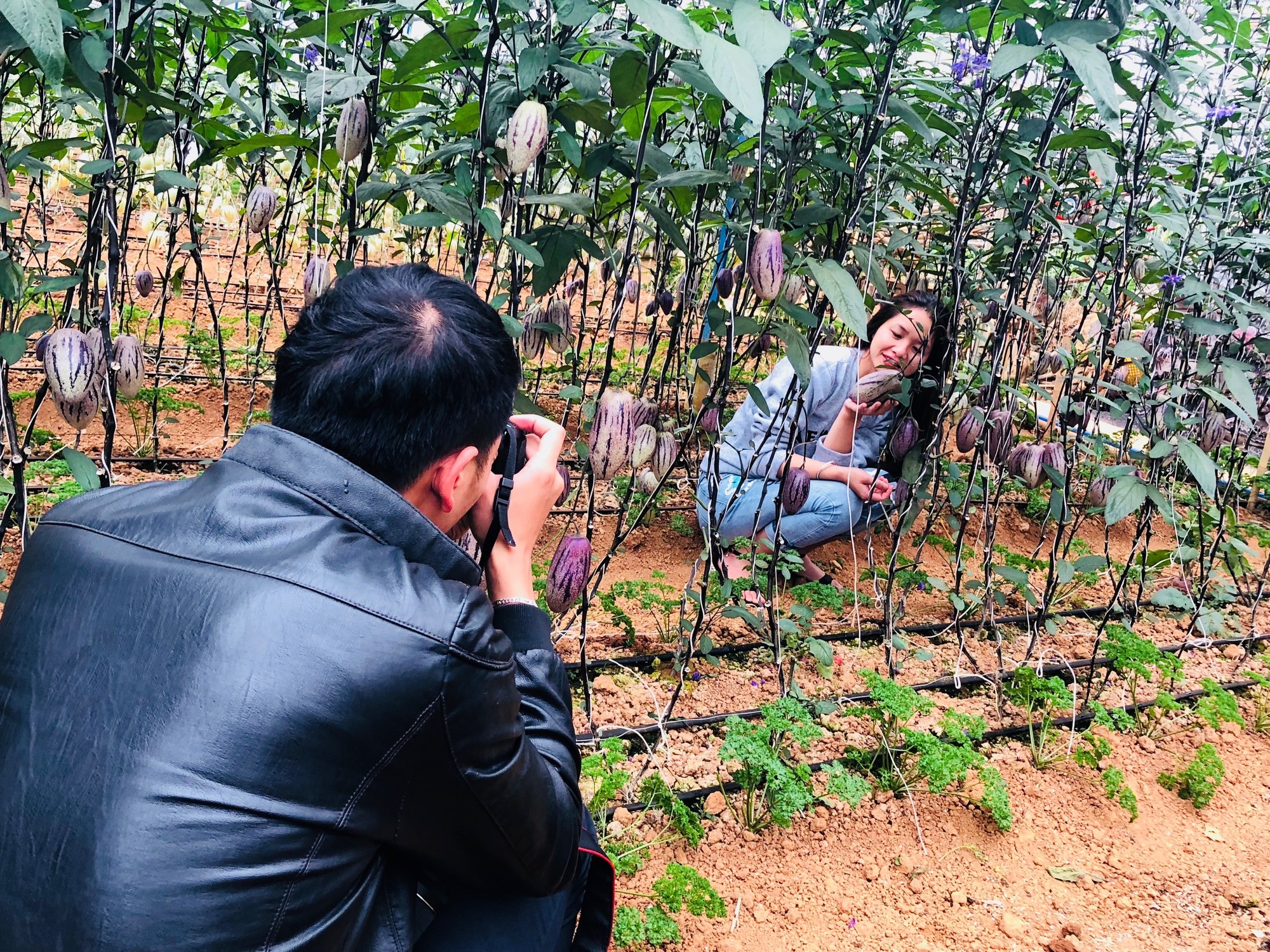 Phát “sốt” với vườn dưa pepino tím sai trĩu quả ở Đà Lạt - 6 Từ khi biết trang trại gia đình anh Định trồng thành công giống dưa pepino tím, rất nhiều khách du lịch tìm đến khu vườn để “check in” với vườn trái cây “độc lạ” này