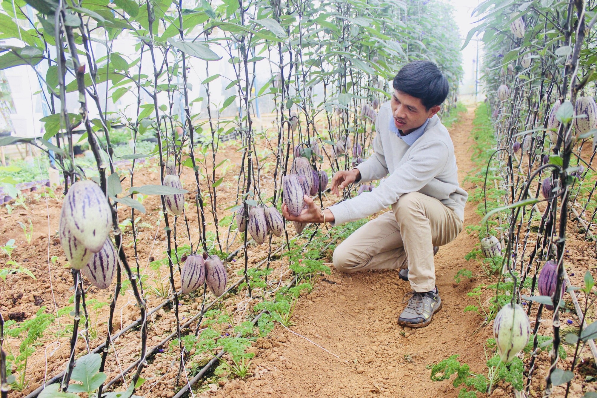 Phát “sốt” với vườn dưa pepino tím sai trĩu quả ở Đà Lạt - 1 Anh Nguyễn Định đang chăm sóc những luống dưa pepino tím trong trang trại của gia đình mình tại Đà Lạt