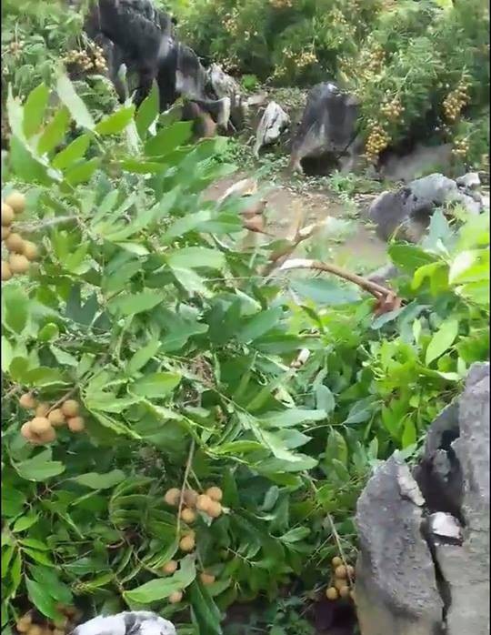 Hàng chục cây nhãn sắp đến ngày hái quả bị chặt phá tan nát - 2
Cả vườn nhãn đổ gục.